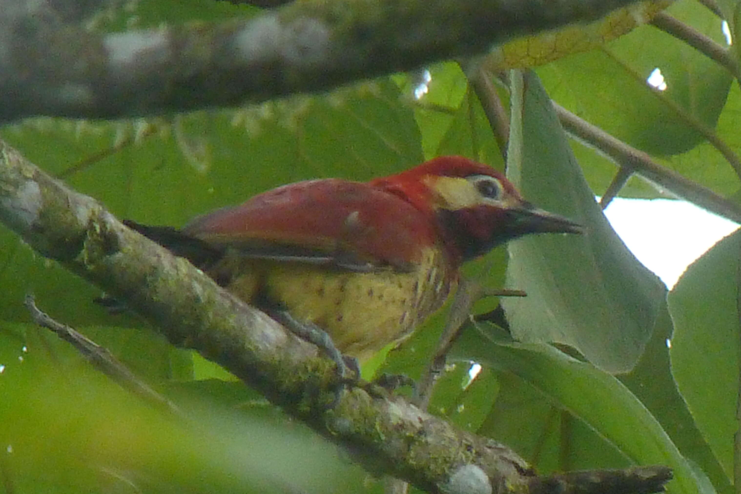 Image of Crimson-mantled Woodpecker