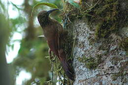 Image of Strong-billed Woodcreeper