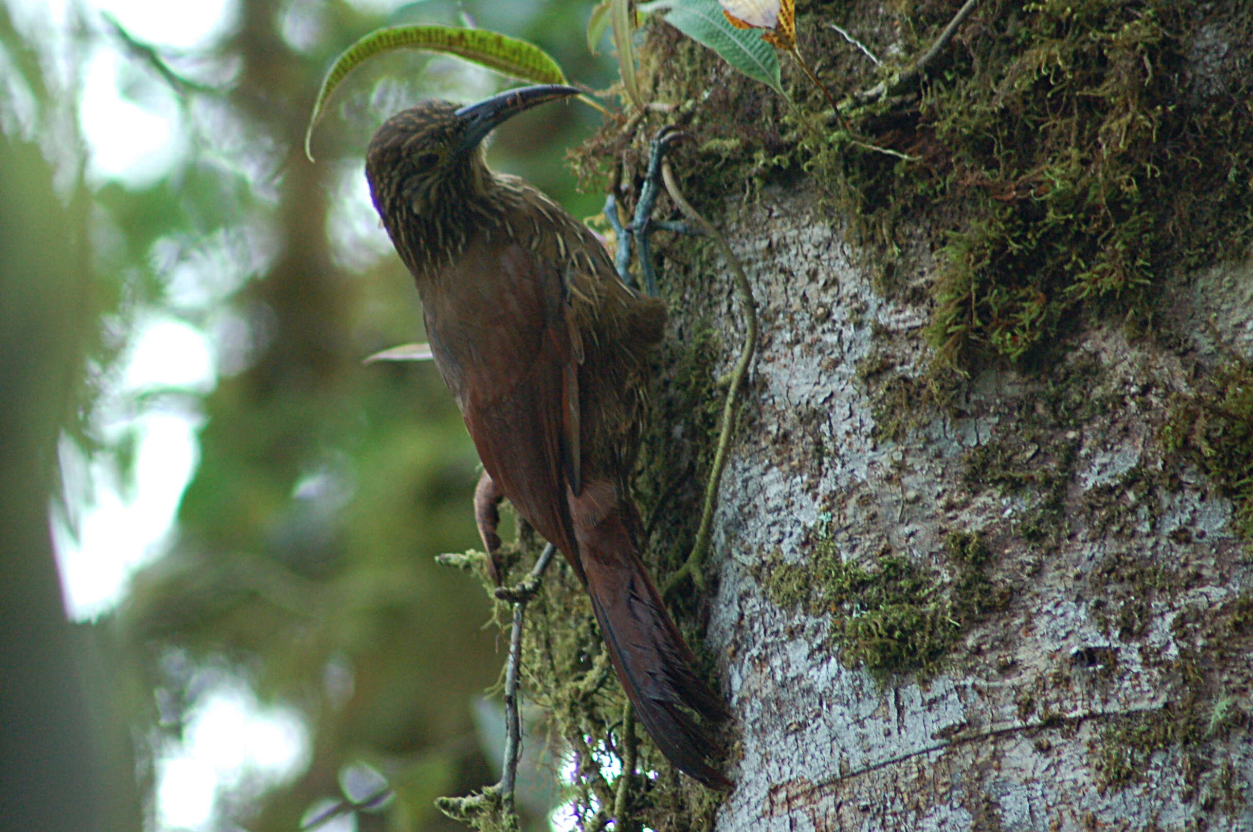 Image of Strong-billed Woodcreeper