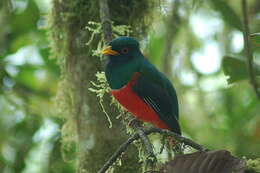 Imagem de Trogon personatus Gould 1842