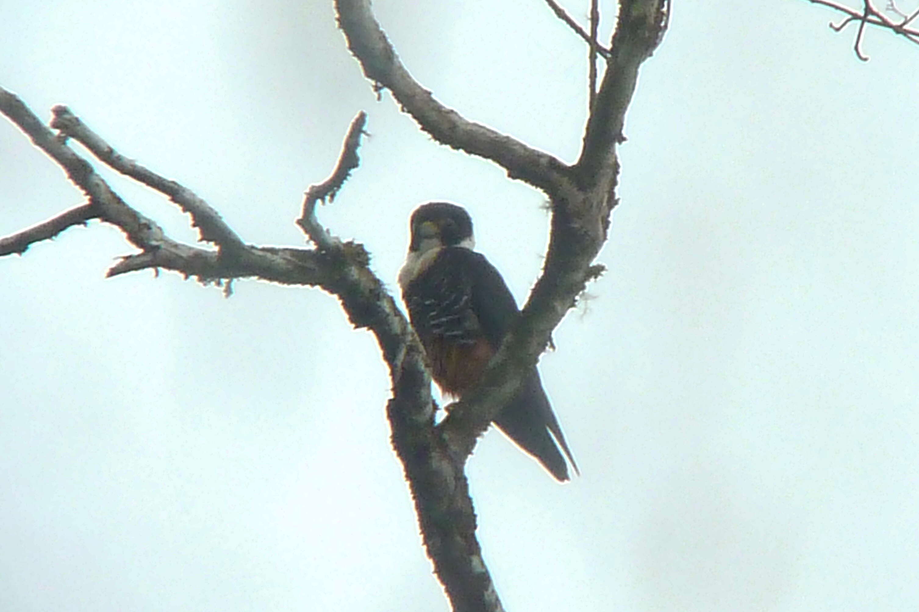 Image of Bat Falcon