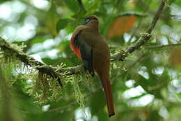 Imagem de Trogon personatus Gould 1842