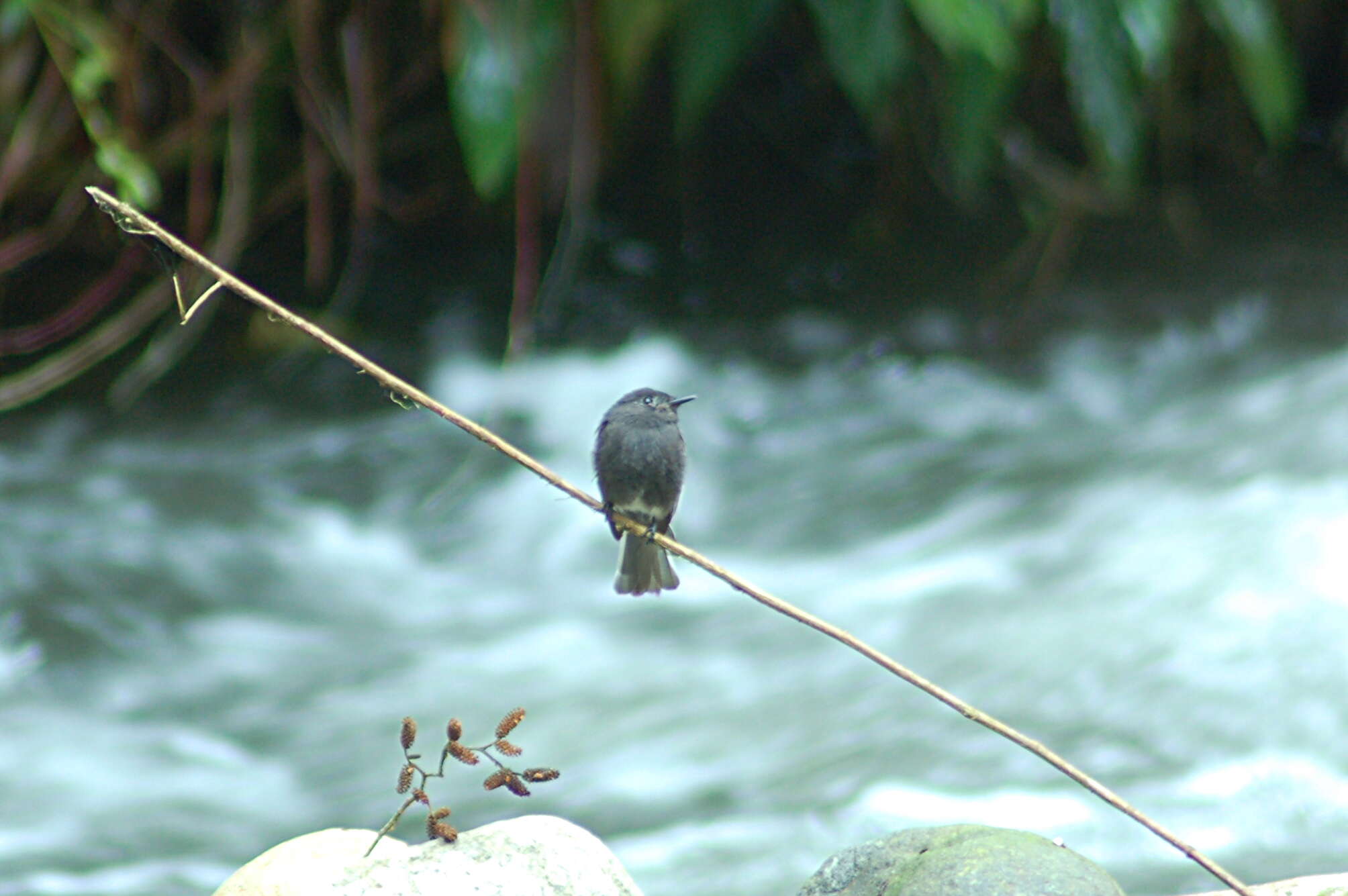 Image of Smoke-colored Pewee