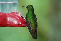 Image of Buff-tailed Coronet