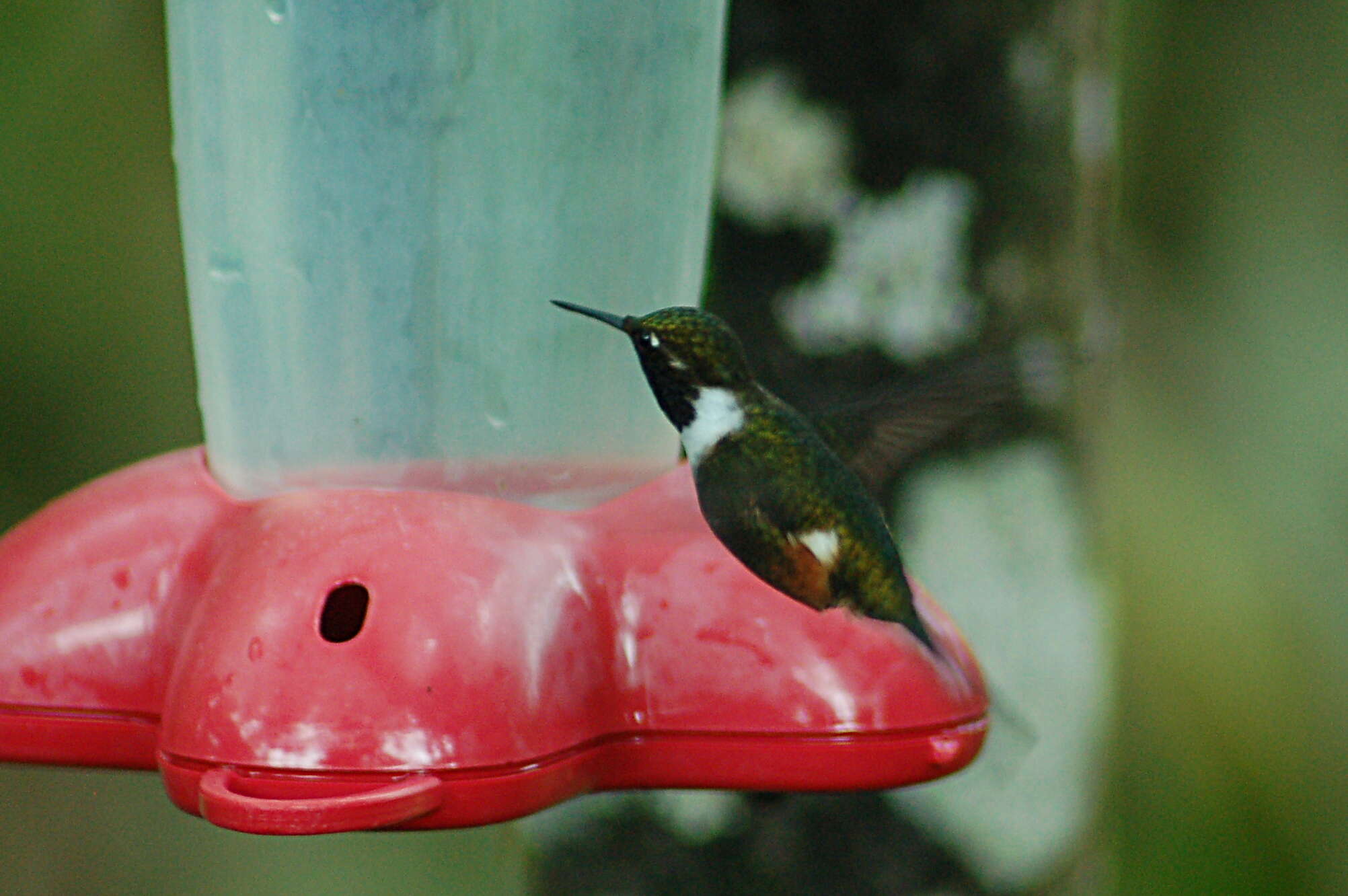 Image of Purple-throated Woodstar