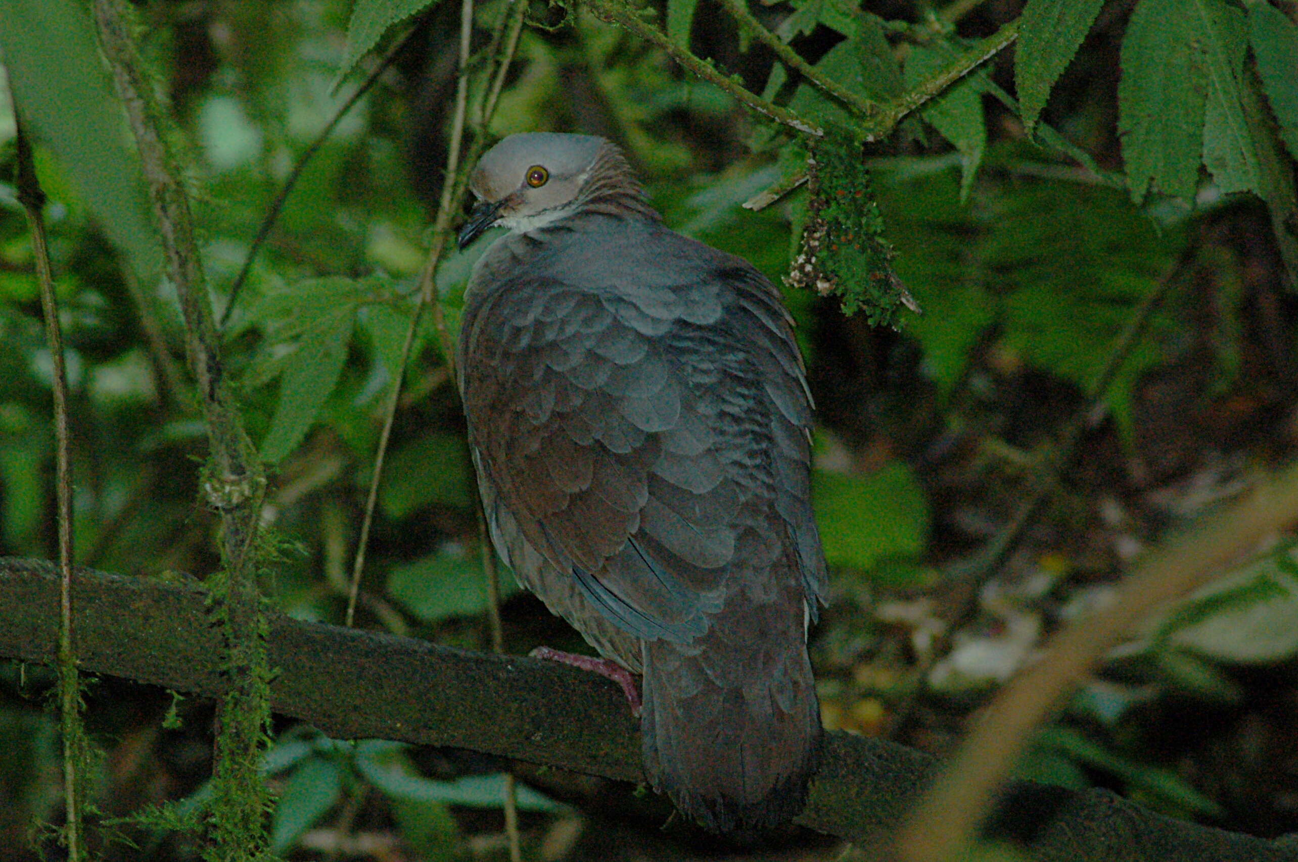 Image of White-throated Quail-Dove