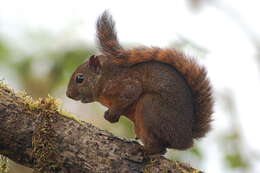 Image of Red-tailed Squirrel