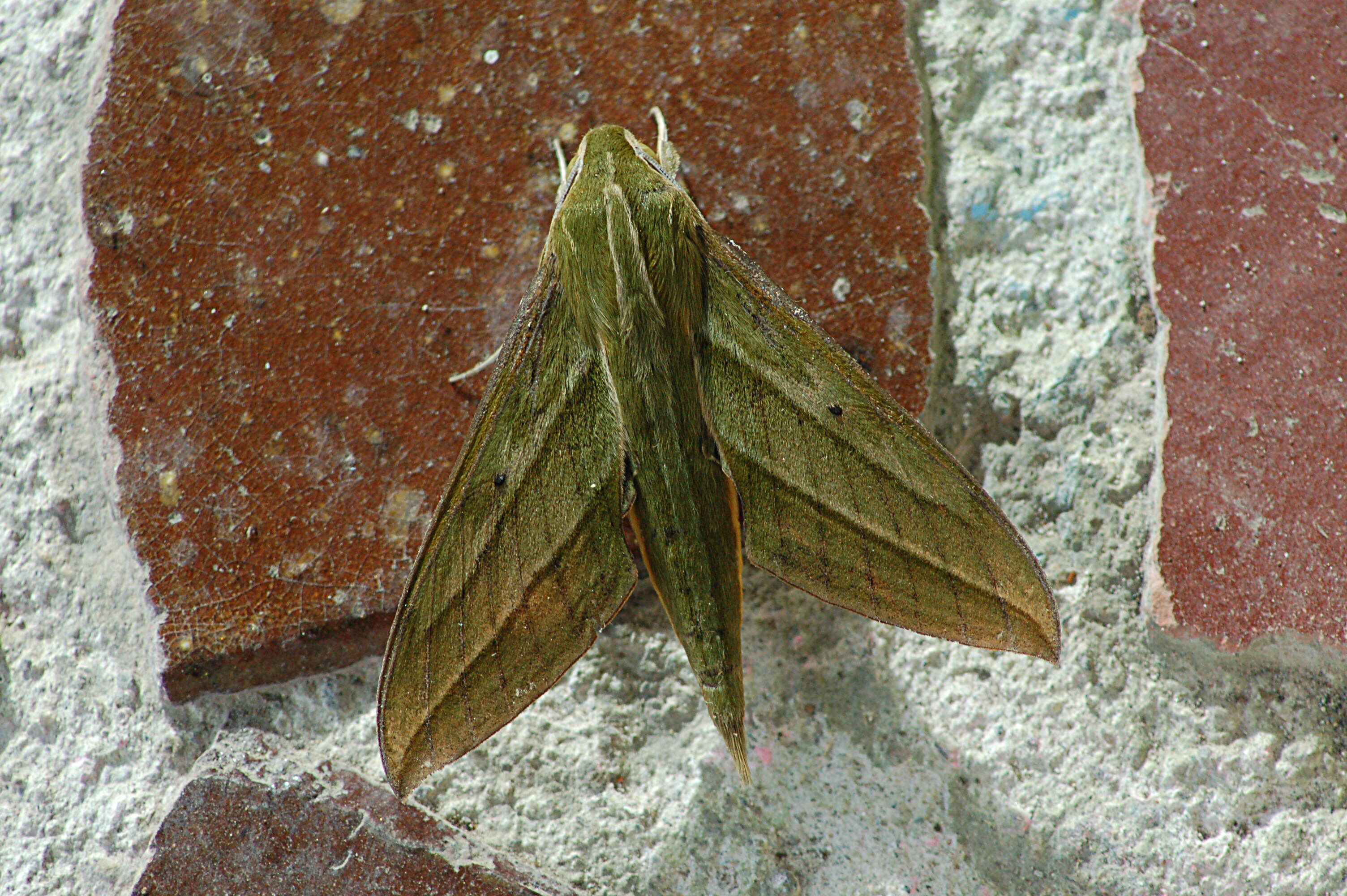 Image of Xylophanes nabuchodonosor Oberthür 1904