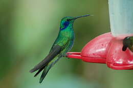 Image of Lesser Violetear