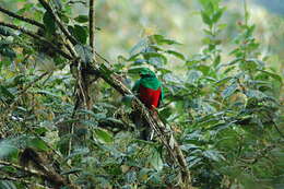 Image of Crested Quetzal