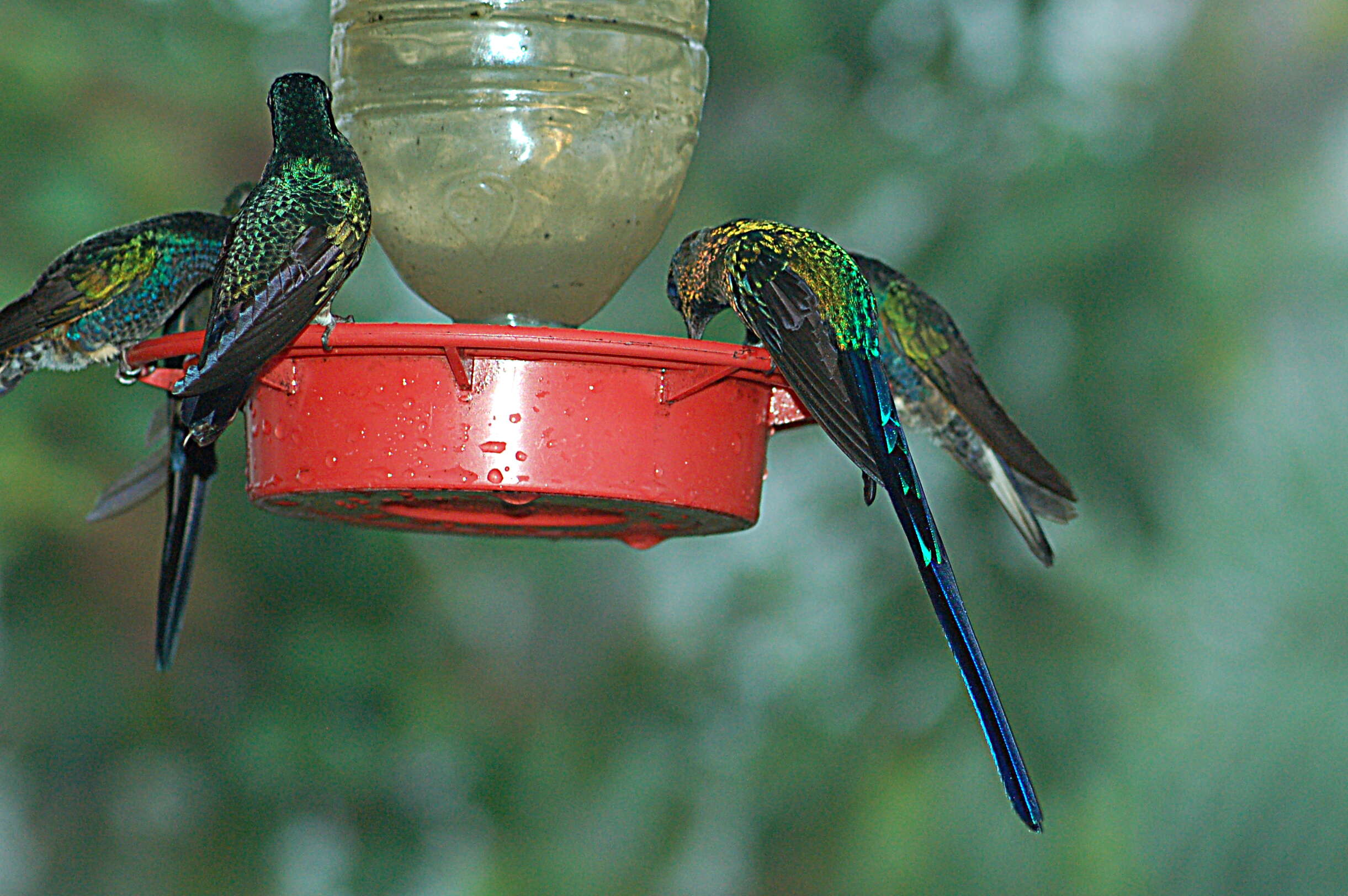 Image of Violet-tailed Sylph