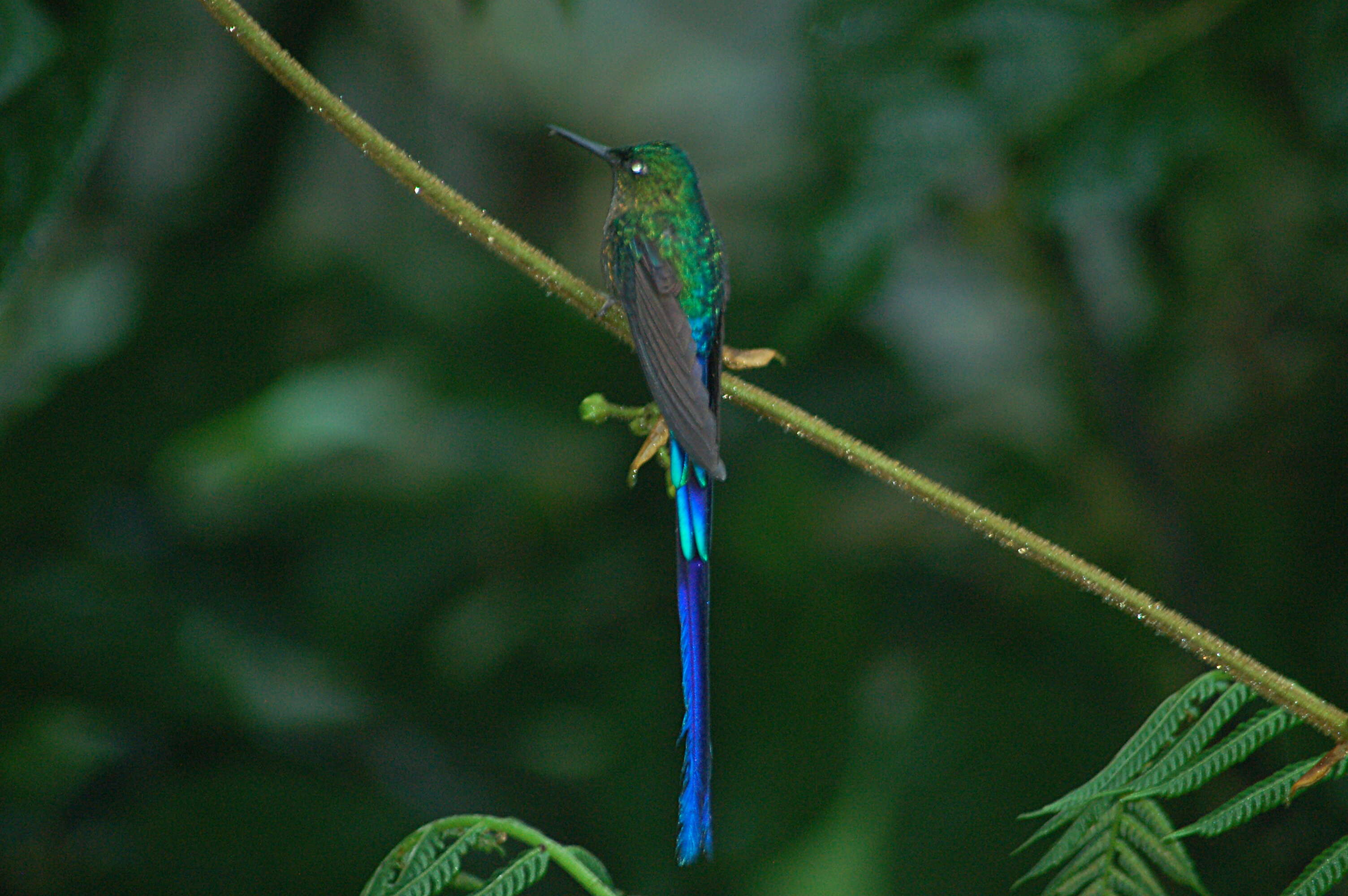 Image of Violet-tailed Sylph