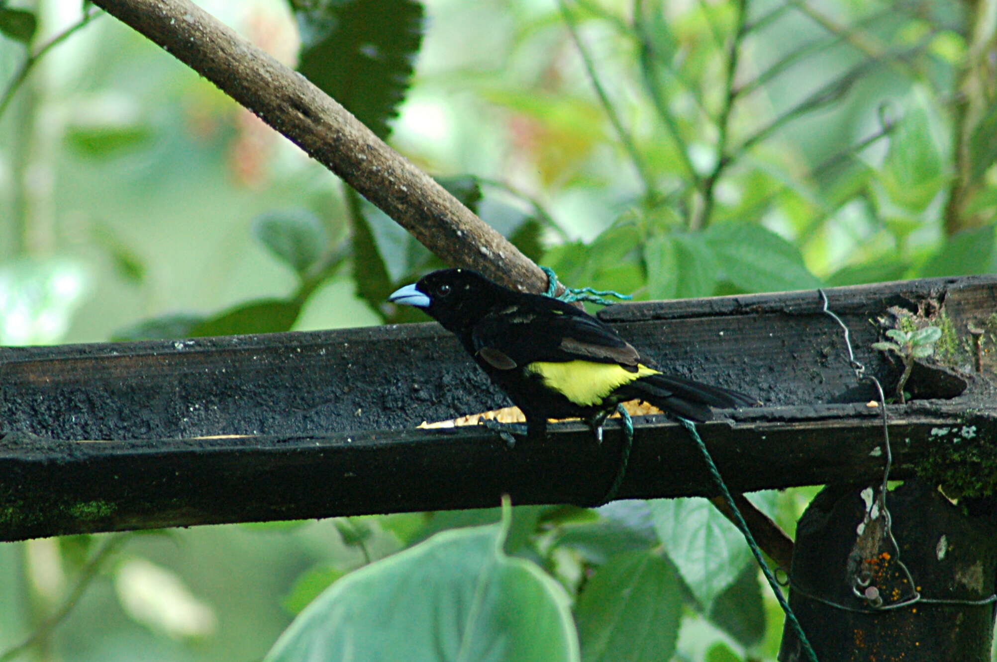 Image of Lemon-rumped Tanager