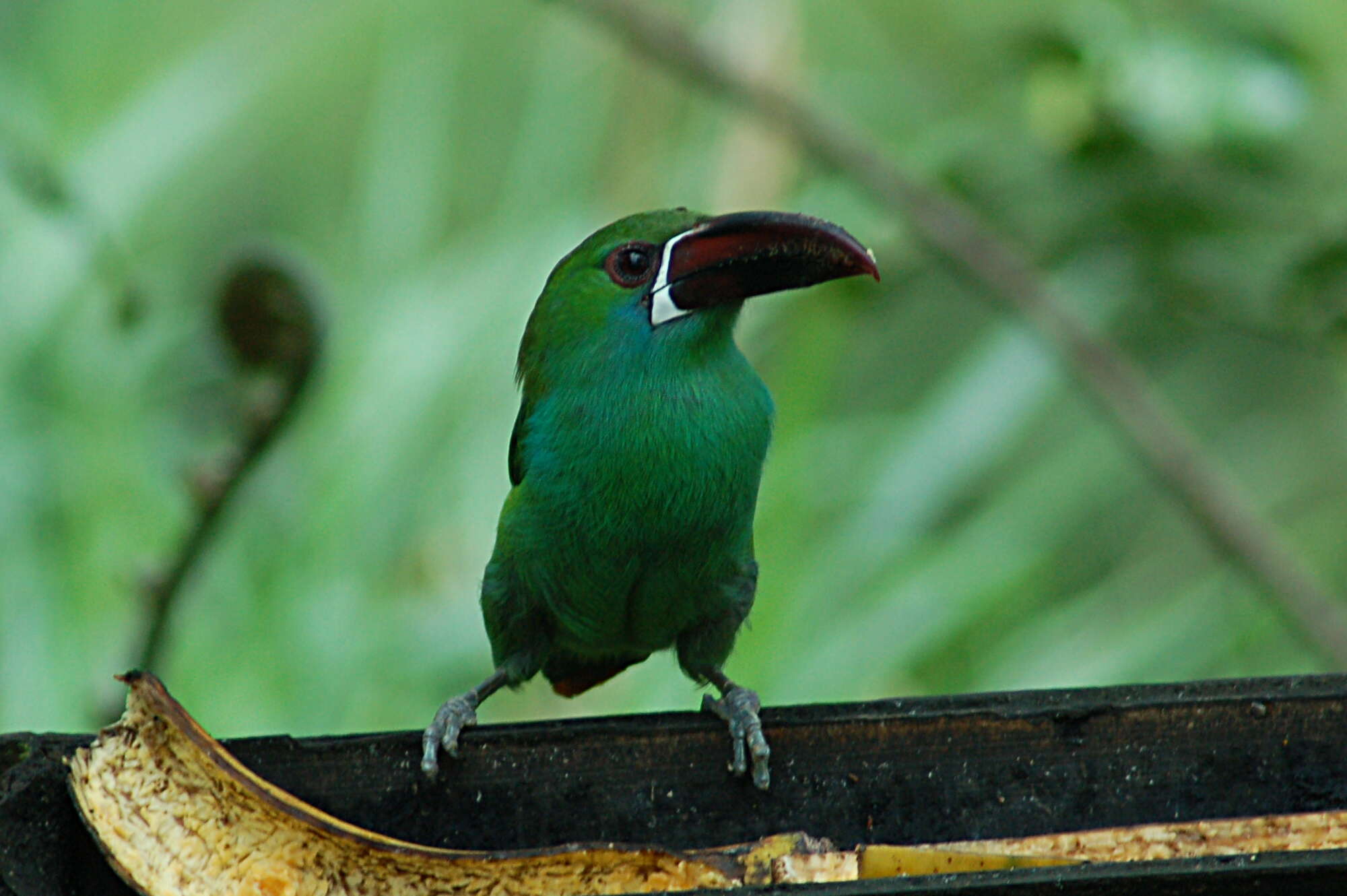 Image of Crimson-rumped Toucanet