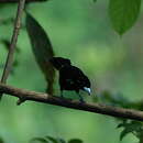 Image of Lemon-rumped Tanager