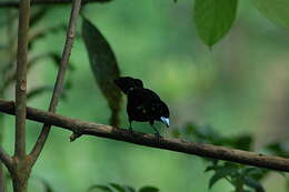 Image of Lemon-rumped Tanager