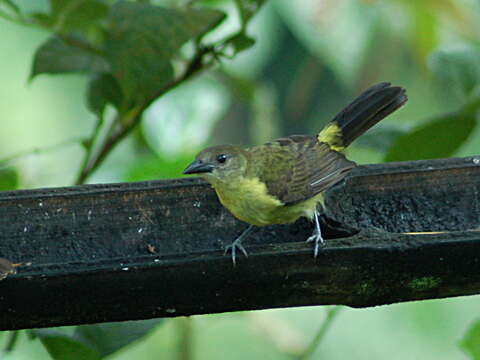 Image of Lemon-rumped Tanager