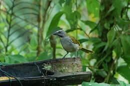 Image of Buff-throated Saltator