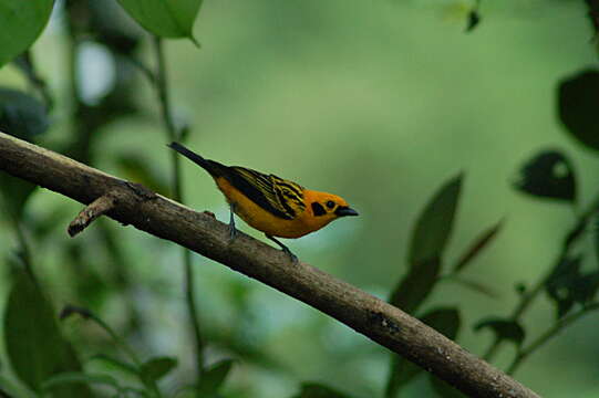 Image of Golden Tanager