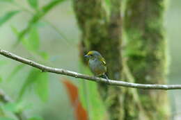 Image of Orange-bellied Euphonia