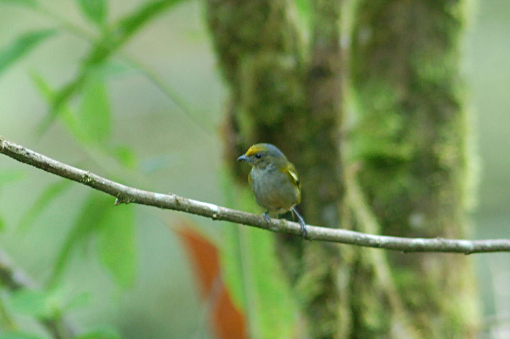 Image of Orange-bellied Euphonia