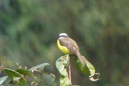 صورة Myiozetetes cayanensis (Linnaeus 1766)