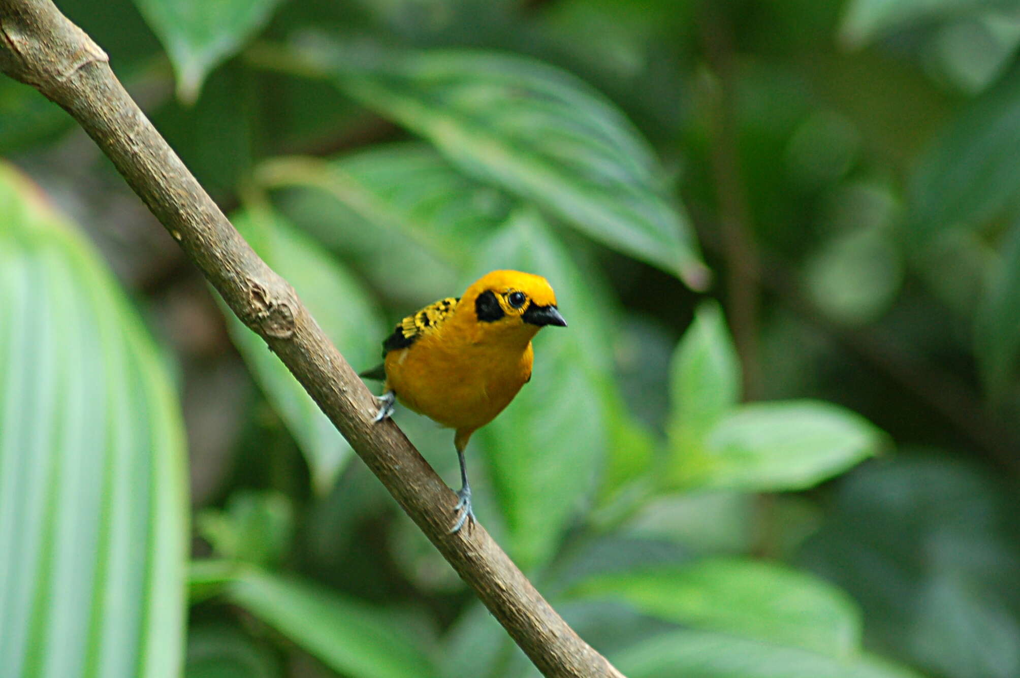 Image of Golden Tanager