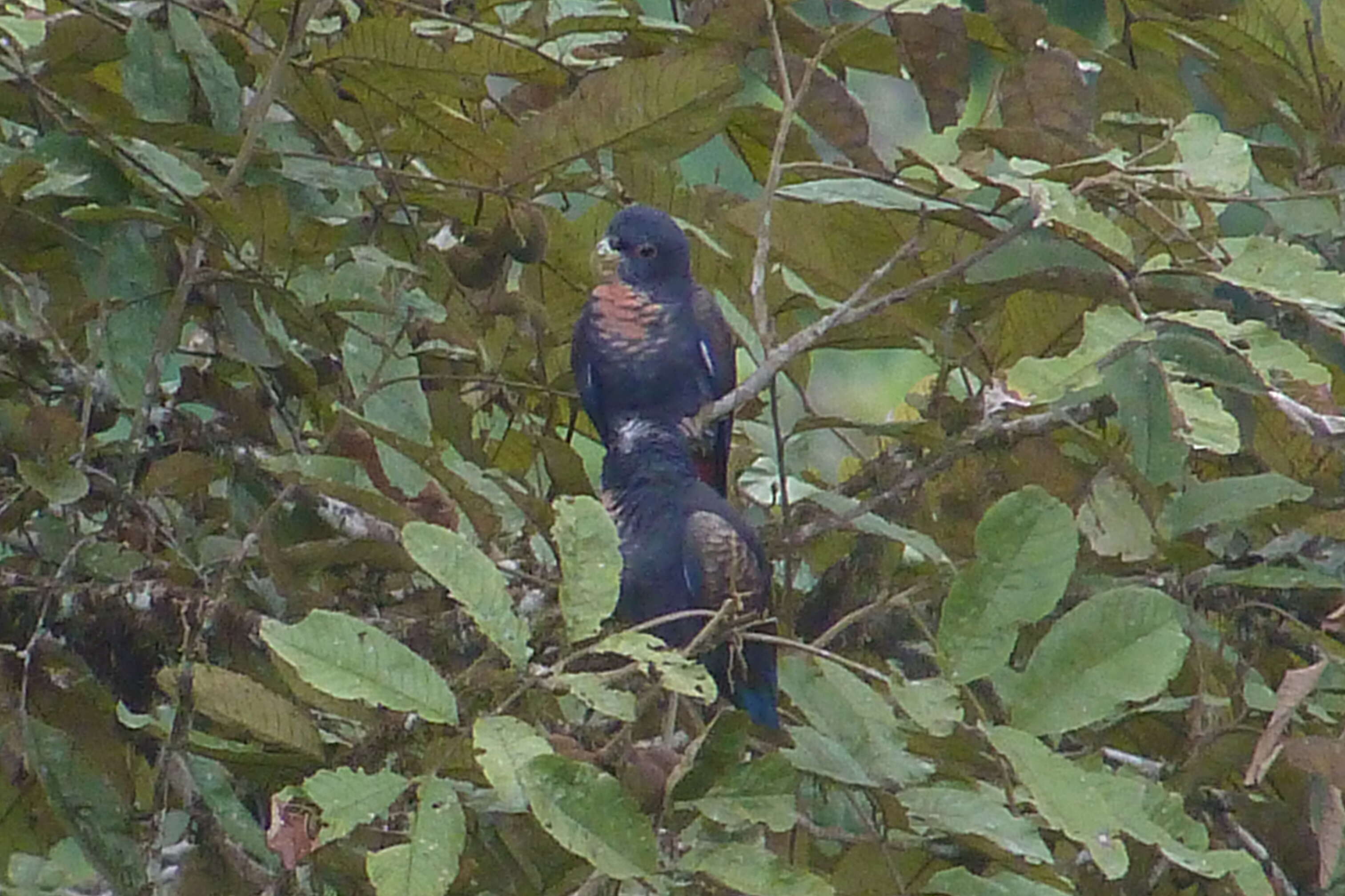 Image of Bronze-winged Parrot