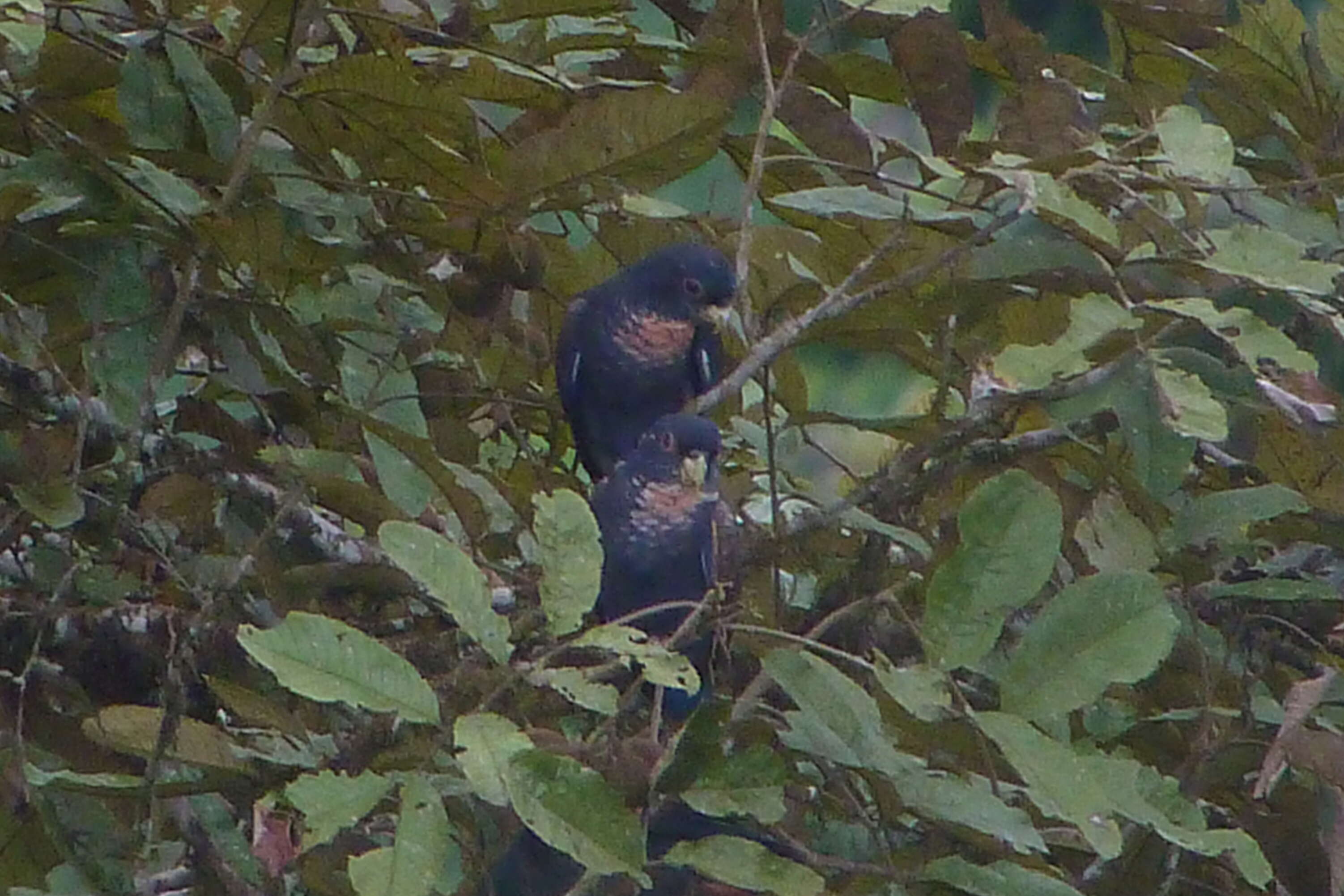 Image of Bronze-winged Parrot