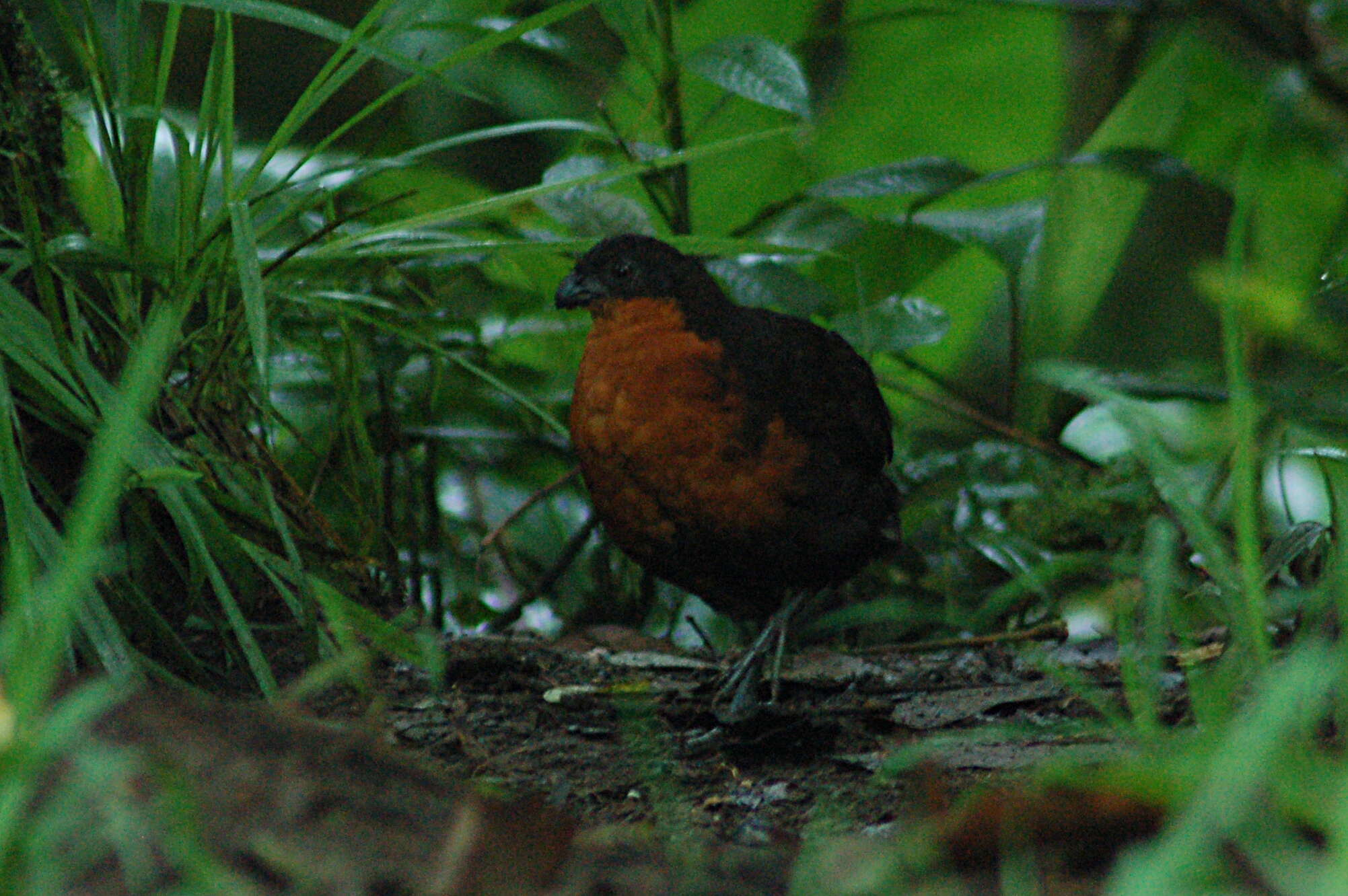 Image of Dark-backed Wood Quail