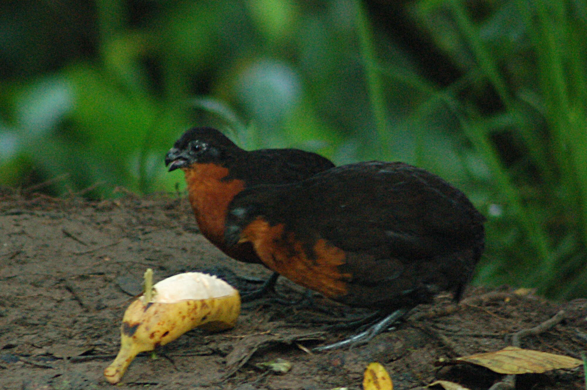 Image of Dark-backed Wood Quail