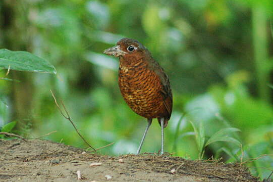 صورة Grallaria gigantea Lawrence 1866