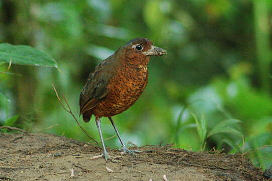 صورة Grallaria gigantea Lawrence 1866