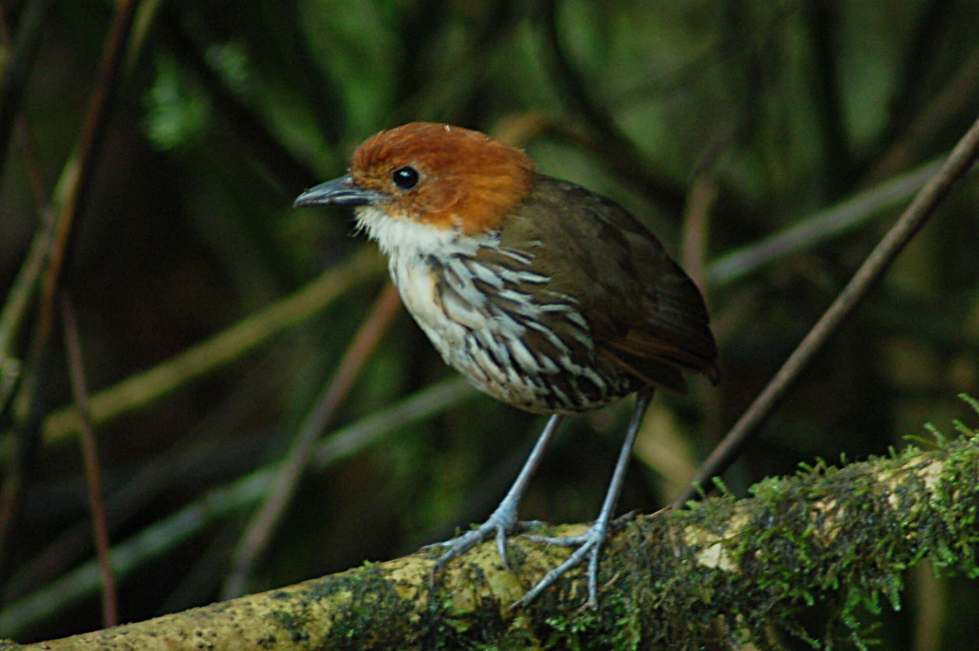 Image of Chestnut-crowned Antpitta