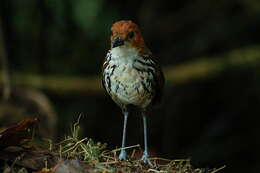 Image of Chestnut-crowned Antpitta