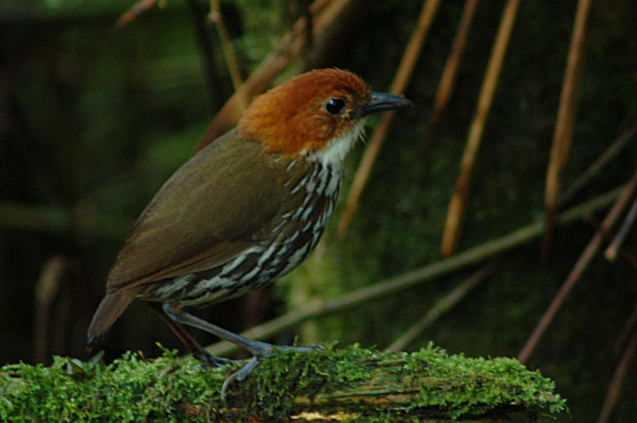 Image of Chestnut-crowned Antpitta