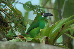 Image of Crimson-rumped Toucanet