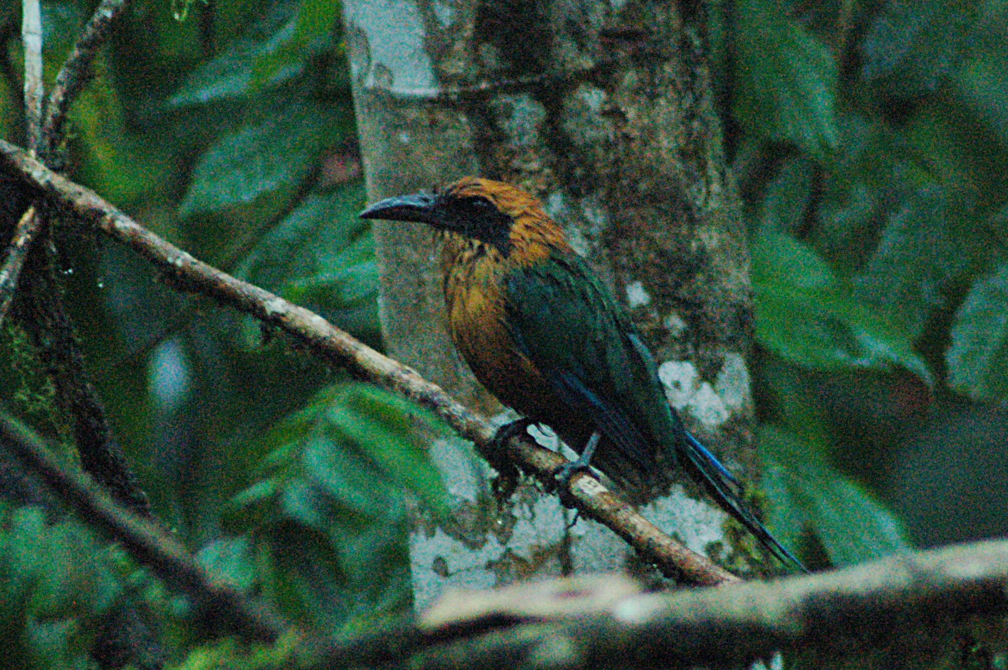 Image of Rufous Motmot