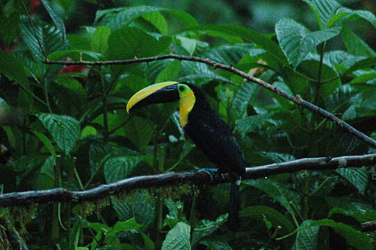 Image of Choco Toucan