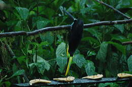 Image of Choco Toucan