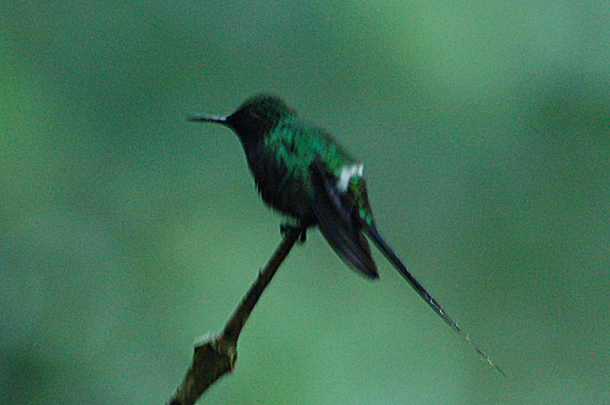 Image of Green Thorntail