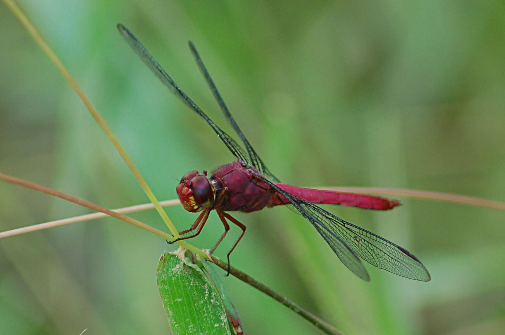 Image of Carmine Skimmer