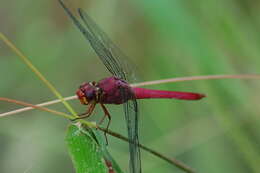 Image of Carmine Skimmer