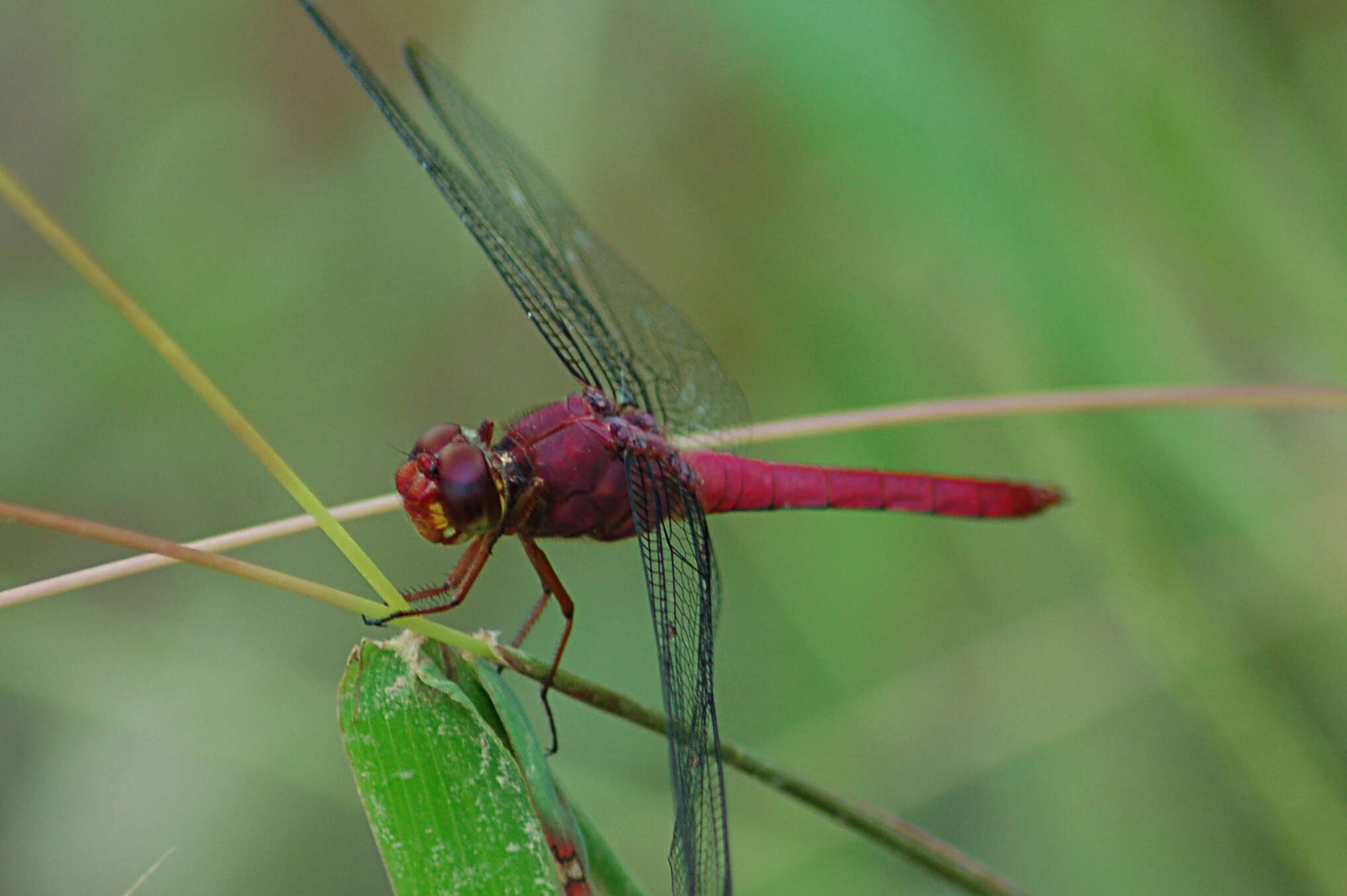 Image of Carmine Skimmer