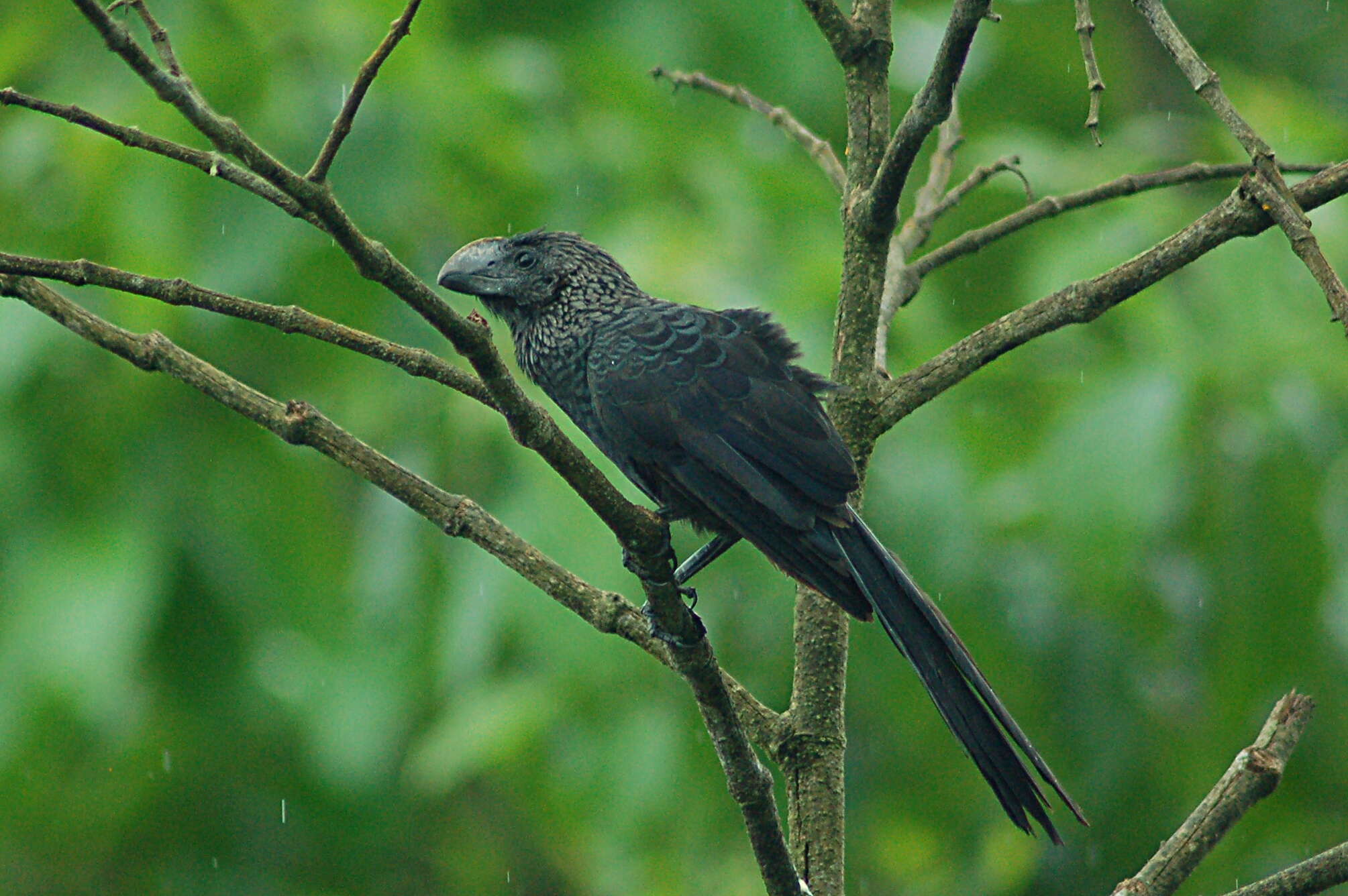 Imagem de Crotophaga Linnaeus 1758