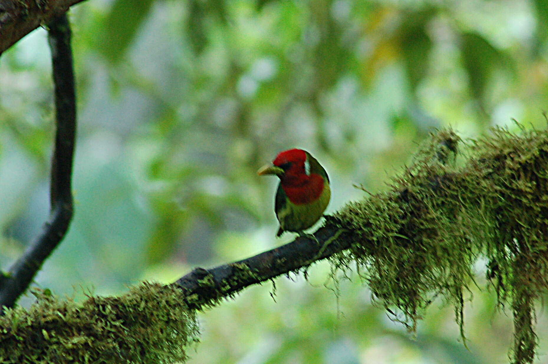 Image of Red-headed Barbet