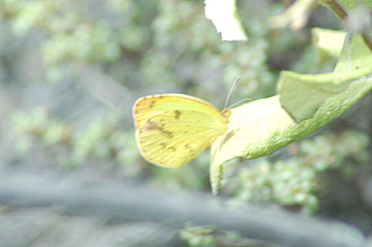 Image of Mimosa Yellow