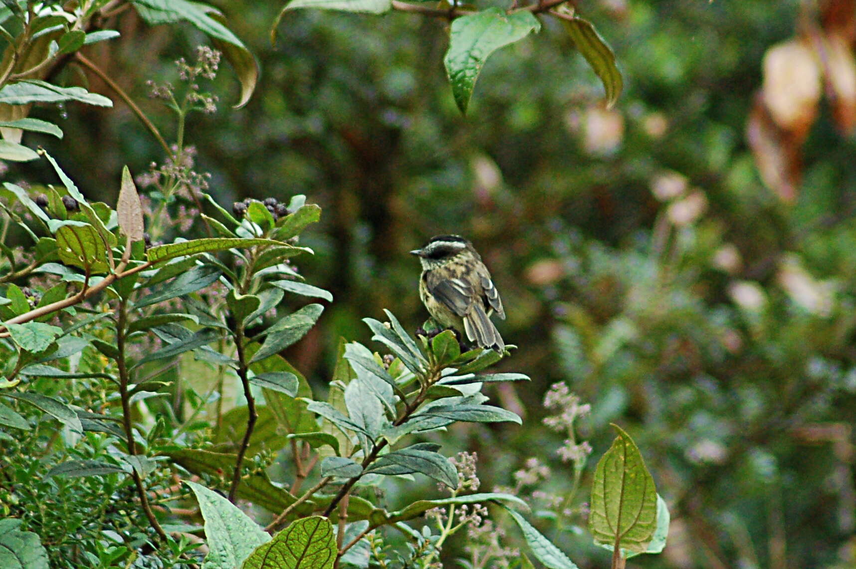 Image of Agile Tit-Tyrant