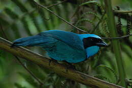 Image of Turquoise Jay