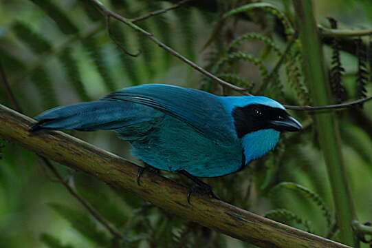 Image of Turquoise Jay